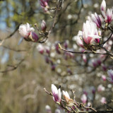 Kwiecień na Tynieckiej